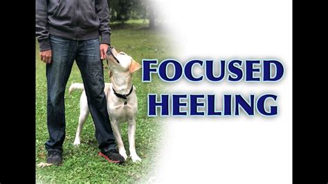 Dog Training Tips Intermediate Heeling Youtube