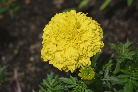 Gambar Bunga Anyelir Kuning Cabai