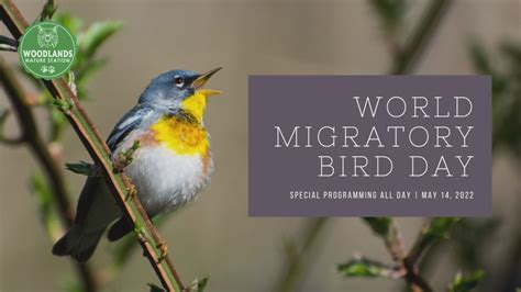 World Migratory Bird Day Whvo Fm