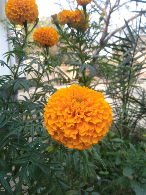 11 Foto Bunga Marigold Galeri Bunga Hd