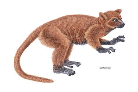 Notharctus Extinct Lemur Mammals Photo Encyclopaedia Britannica