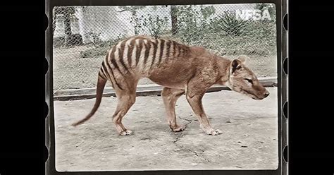 Colorized Footage From 1933 Of The Last Known Tasmanian Tiger In The