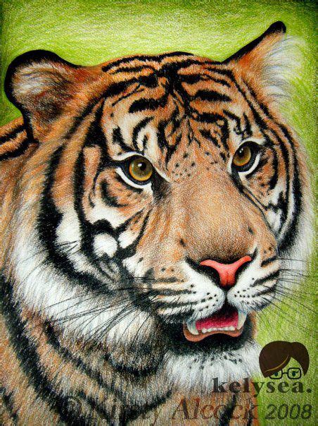 Cool Colored Tiger Drawings