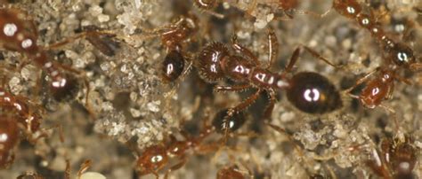 They are touted as the nation's 3rd largest residential pest control company in the u.s., and the #1 pest management company servicing home builders, with more than 50 branches in 12 states. USA Pest Defense - Pest Control Services - Free Pest ...