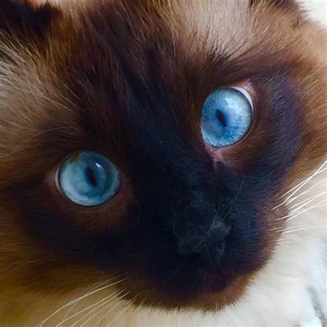 Use the submit button to apply your choices, and the reset. Blue Eyed Hypoallergenic Siberian Kitten Beauty - Croshka ...