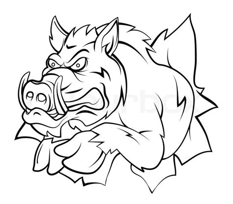 Wild Hog Head Drawings
