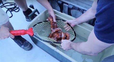 Aquarium Releases Giant Octopus Back Into Ocean Wishes Her Good Luck