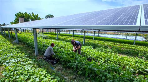 Largest Farm To Grow Crops Under Solar Panels Proves To Be A Bumper Crop For Agrivoltaic Land