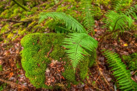 Ferns And Moss The Forest Floor Moss Covered Rocks And Fe Flickr