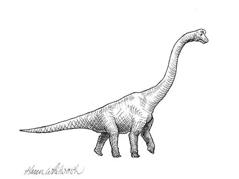 Brachiosaurus Dinosaur Ink Drawing Illustration By Karen Whitworth