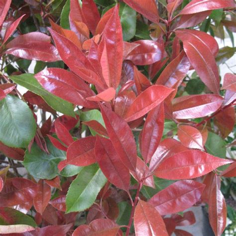 Photinia 'Red robin' Pot de 5 litres, hauteur 60/80cm - Gamm Vert