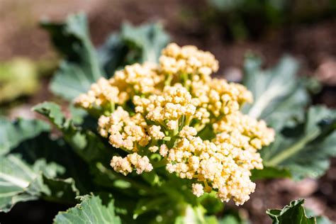 How Does Cauliflower Grow Kellogg Garden Organics™