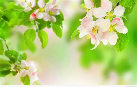 Spring flowers design border background. Spring flowers wallpapers HD