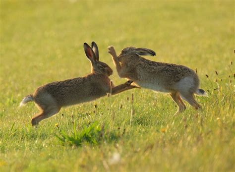 Boxing Hares Front Honeychop