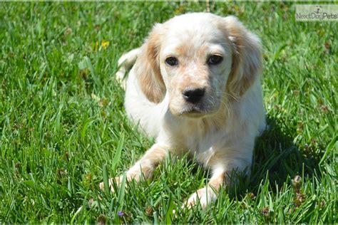 See dog breeds similar to llewellin setter. Winnie: English Setter puppy for sale near Pittsburgh ...