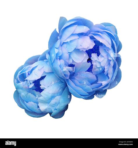 Beautiful Fresh Blue Colored Peony Flowers In Full Bloom Stock Photo