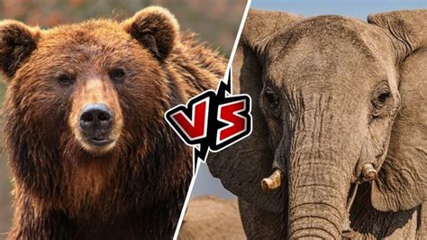 Lion Vs Grizzly Bear Who Would Win