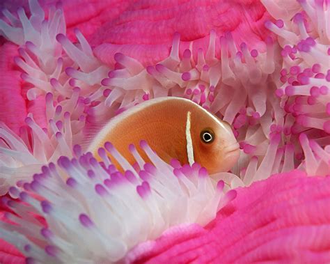 Pink Skunk Clownfish Image Abyss