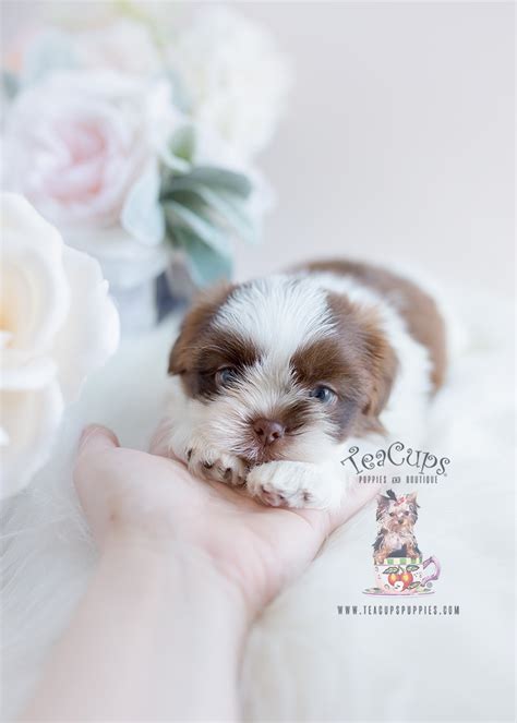 Shih Tzu Puppies South Florida Teacup Puppies And Boutique