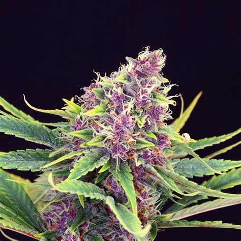 Purple Kush Strain Info Purple Kush Weed By Kannabia Seed Company