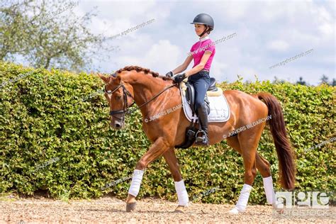 Wuerttemberg Warmblood Young Rider With Chestnut Gelding Trotting On A
