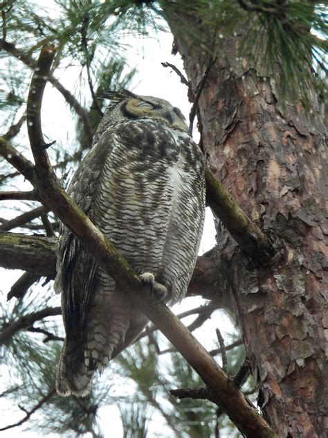 EBird Checklist 26 Jan 2024 Silverwood Park 10 Species