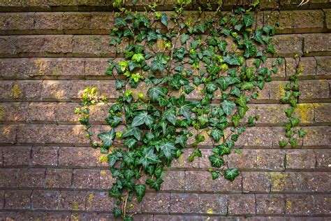 Free Photo Brick Wall Wall Climber Ivy Vine Creeper Max Pixel