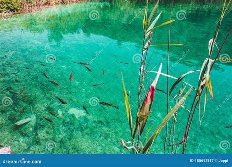 Fish Swimming In Clear Water At Plitvice Lakes National Park In Croatia