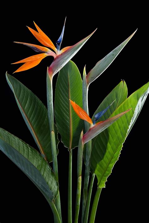 Birds Of Paradise Plant, Paradise Flowers, Birds Of Paradise Flower