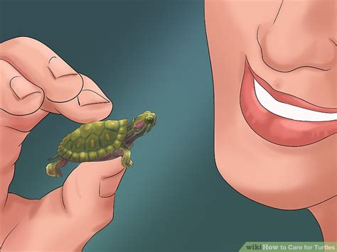 They include box turtles and all kinds of tortoises. How to Care for Turtles (with Pictures) - wikiHow