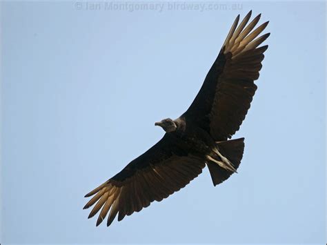 Black Vulture Photo Image 3 Of 9 By Ian Montgomery At Au