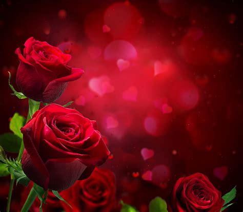 Discover More Than 158 Rose Bokeh Hd Wallpaper Latest Noithatsivn