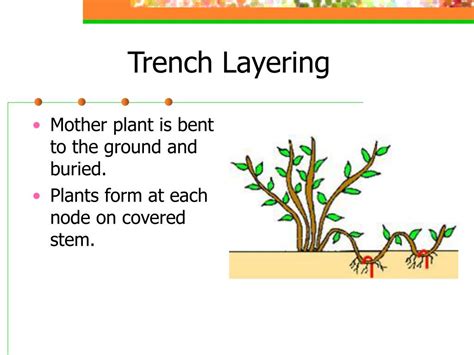 Ppt Plant Propagation Powerpoint Presentation Free Download Id178076