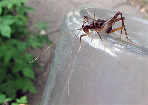 Camel crickets, he says, are usually outdoor pests that are found around the exterior of a building, typically in cool moist environments on the it's in basements where people will usually discover the camel crickets because they are high moisture areas. A Cache of Crickets | Field Station