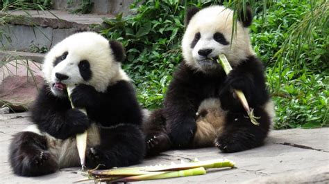 China Scientists Decode Panda Language Bbc News
