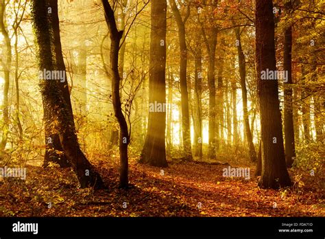 Deciduous Forest In Autumn Sun Rays Shining Through Trees Morning Fog