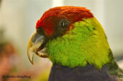 Leeuwin Current Birding South West Endemics Part 4 Red Capped Parrot