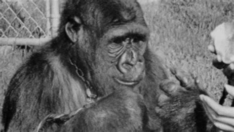 Koko The Gorilla Who Mastered Sign Language Has Died Iheart