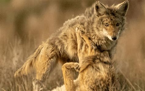 Watch Male Coyotes Fight Over A Female During Mating Season In Point Reyes Active Norcal