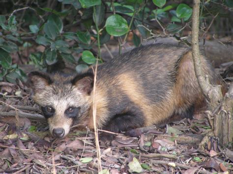40 Interesting Raccoon Dog Facts That You Never Knew About