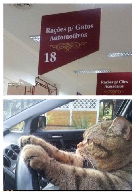 cat driving cute animal memes animal memes animals