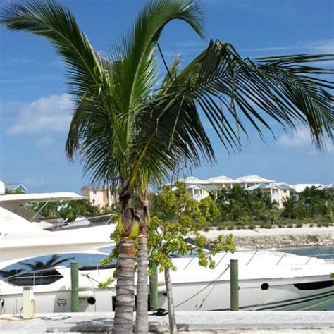 Bimini Bay Resort And Marina South Bimini