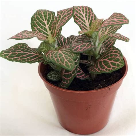 Fittonia Plant Care How To Grow And Maintain Nerve Plants Apartment