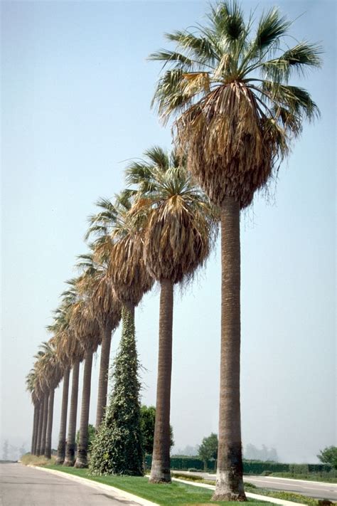 Washingtonia Filifera Desert Fan Palm Siteone