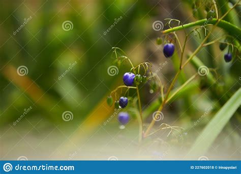 New Zealand Blueberry Turutu Highly Attractive Flax Like Plant With