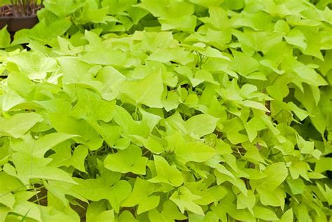 Sweet Potato Vine Buying And Growing Guide