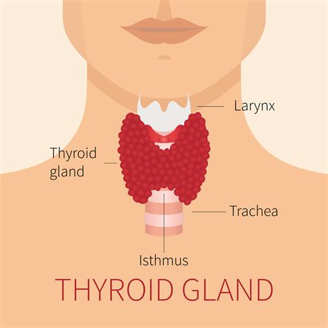 Thyroid Symptoms In Females Centrespringmd