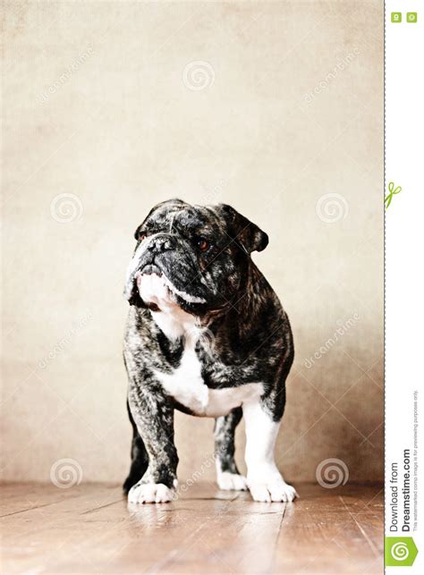 French Bulldog X English Bulldog Mix Stock Photo Image Of White
