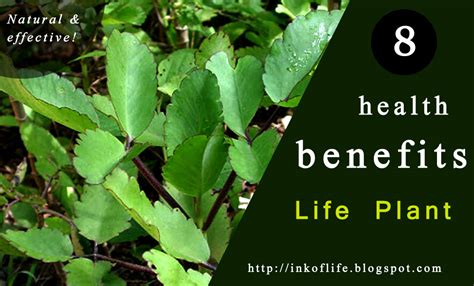 8 Health Benefits Of Life Plant Ink Of Life