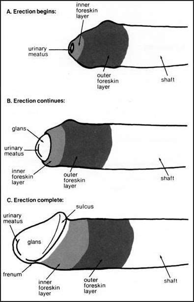 Explains How Foreskins Have Sensitivity Politics Circumcision Anatomy Physiology